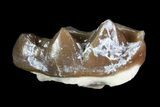 Oligocene Horse (Mesohippus) Tooth - South Dakota #73645-1